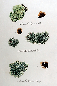 parmotrema perlatum