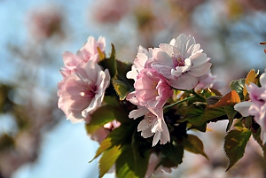 Kirschblüte