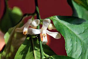 Zitronenblüte