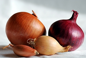 Schalotte, Gemüsezwiebel, Perlzwiebel und rote Zwiebel